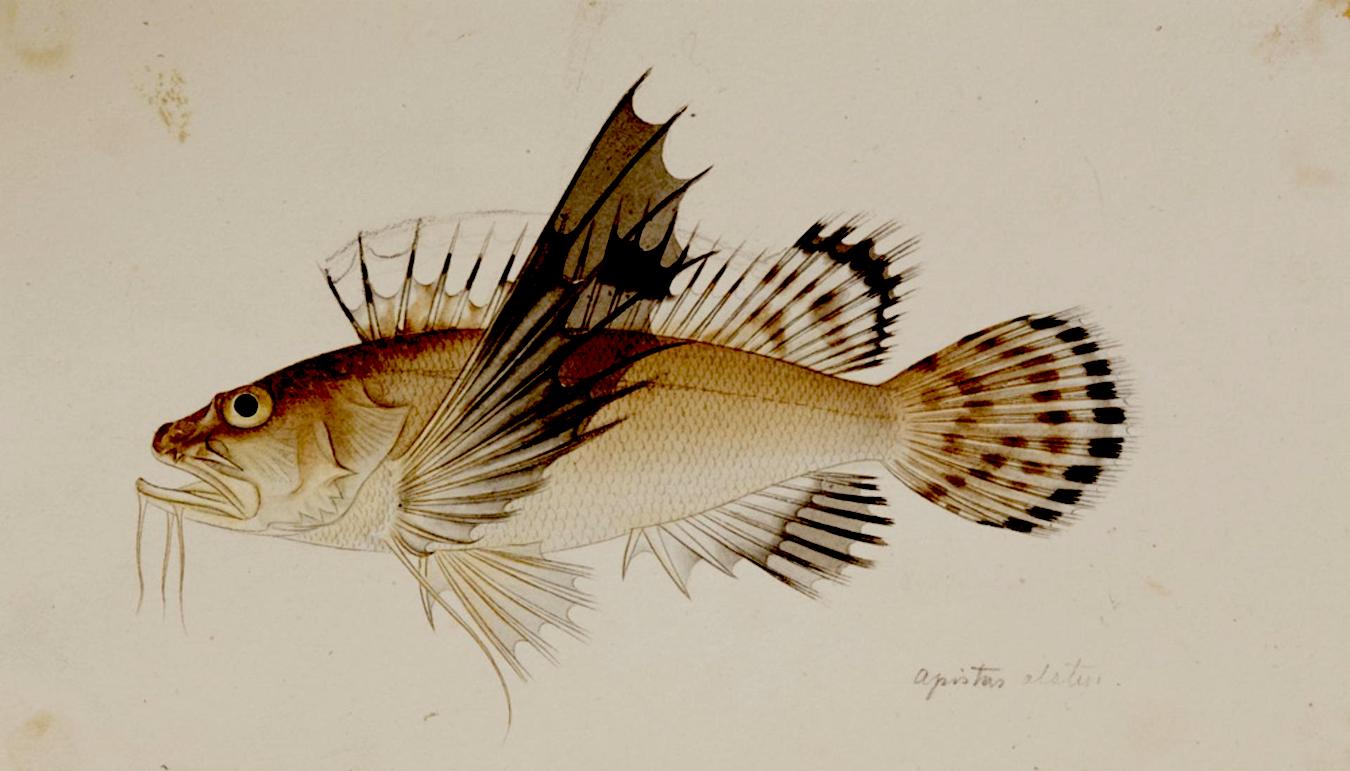 Biodiversité - RMNH.ART.223, Apistus_carinatus_(Bloch_and_Schneider)_-_Kawahara_Keiga_-_1823_-_1829_-_Siebold_Collection_-_pencil_drawing_-_water_colour