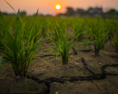 Champ de riz en situation de sécheresse. Asie. Photo (c) UNDP Thailand