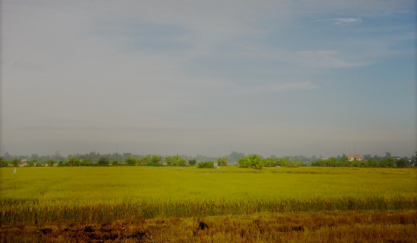 Agriculture Vietnam Rizière Delta du Mékong Photo ©VoTrungDung APN
