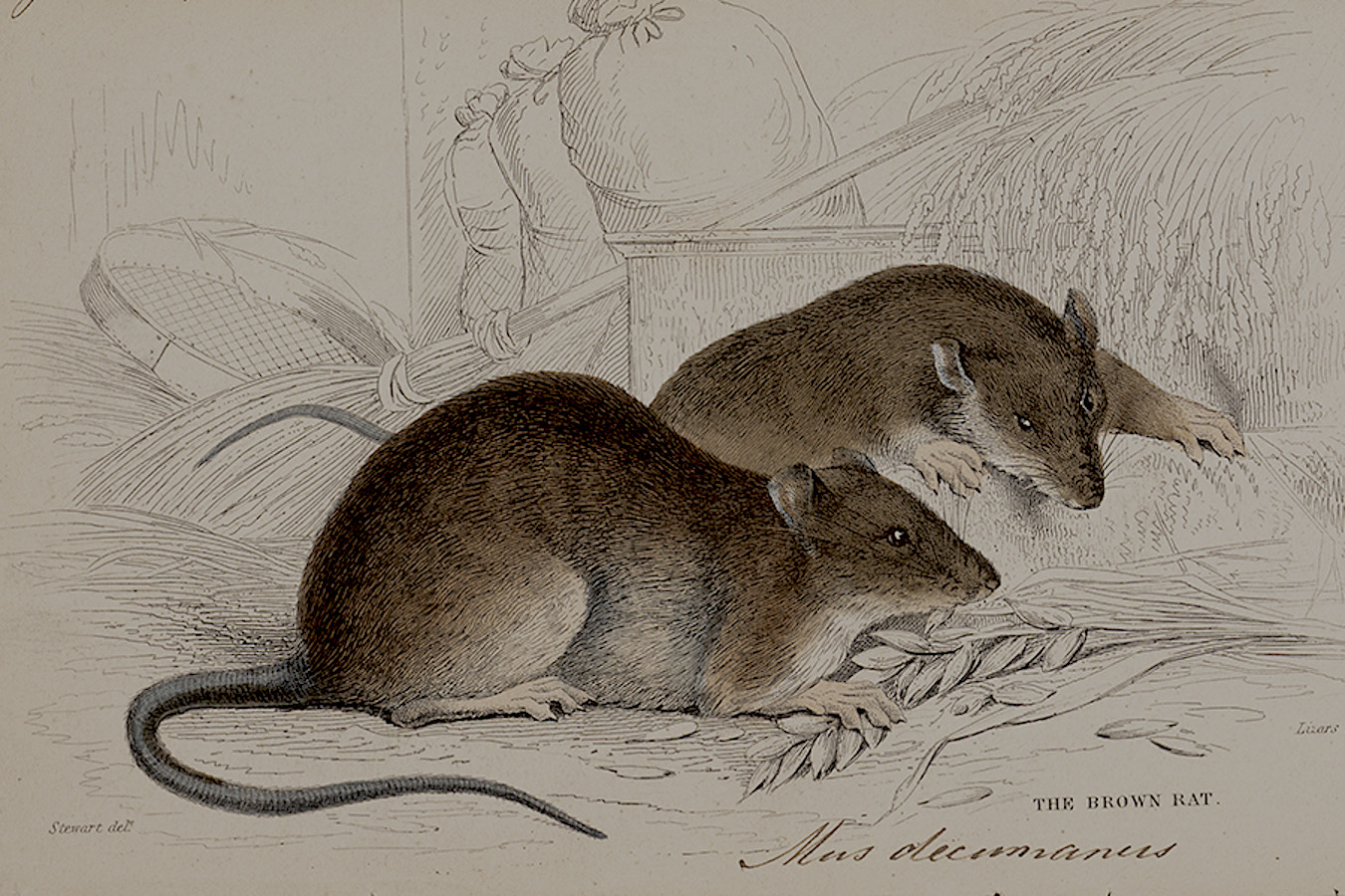 Rats Illustration. © Boston Museum
