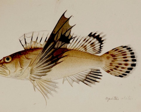 Biodiversité - RMNH.ART.223, Apistus_carinatus_(Bloch_and_Schneider)_-_Kawahara_Keiga_-_1823_-_1829_-_Siebold_Collection_-_pencil_drawing_-_water_colour