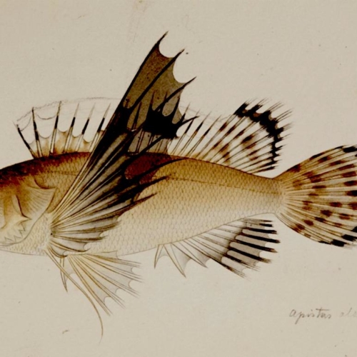Biodiversité - RMNH.ART.223, Apistus_carinatus_(Bloch_and_Schneider)_-_Kawahara_Keiga_-_1823_-_1829_-_Siebold_Collection_-_pencil_drawing_-_water_colour